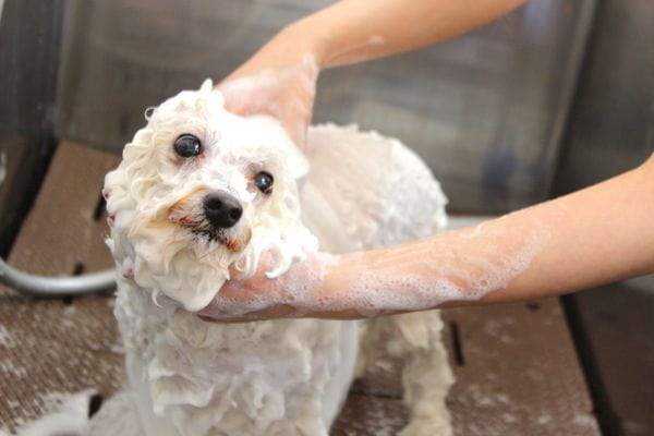 Images ペットショップ 犬の家