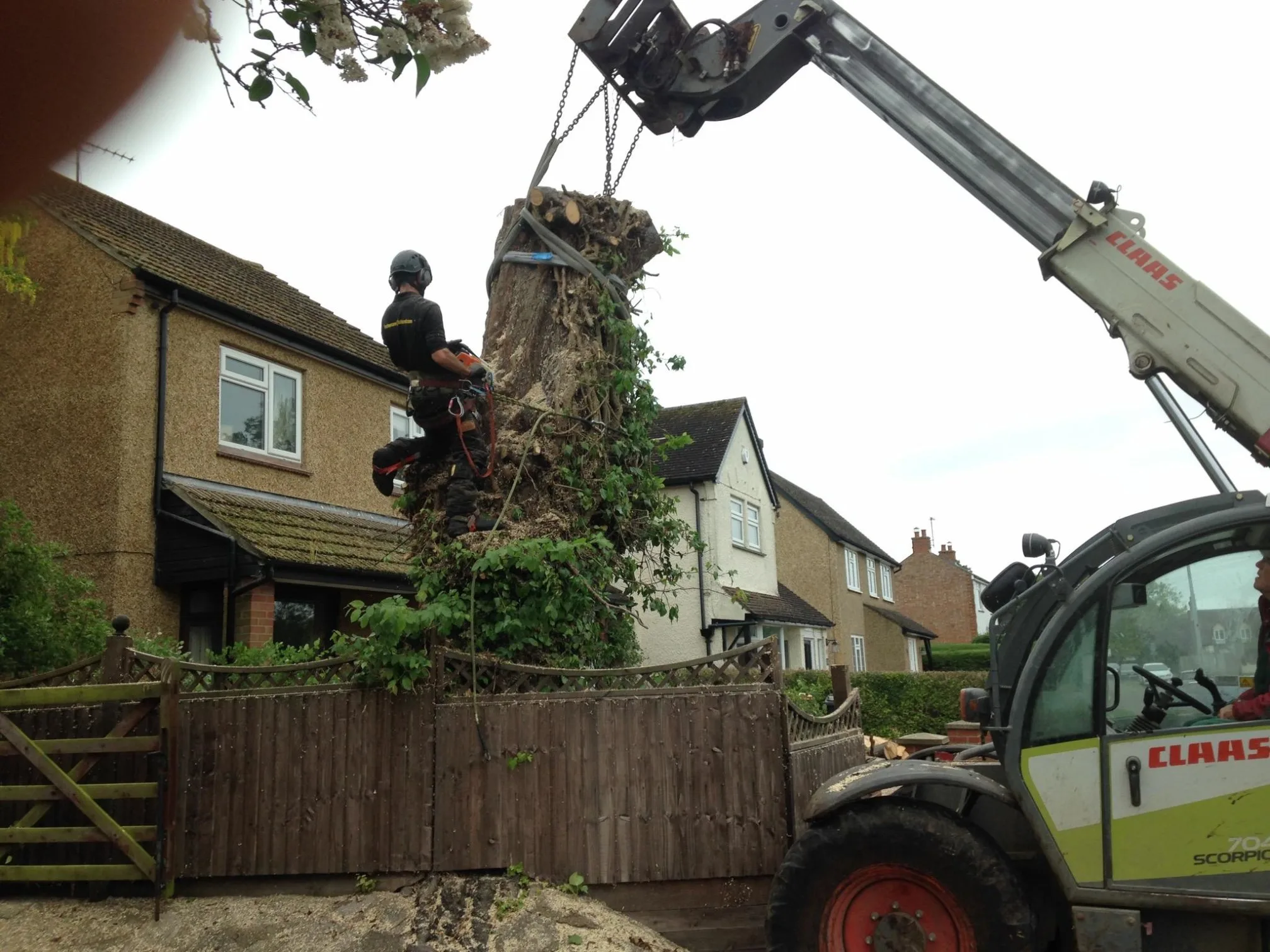 Images Ms Tree Care Ltd