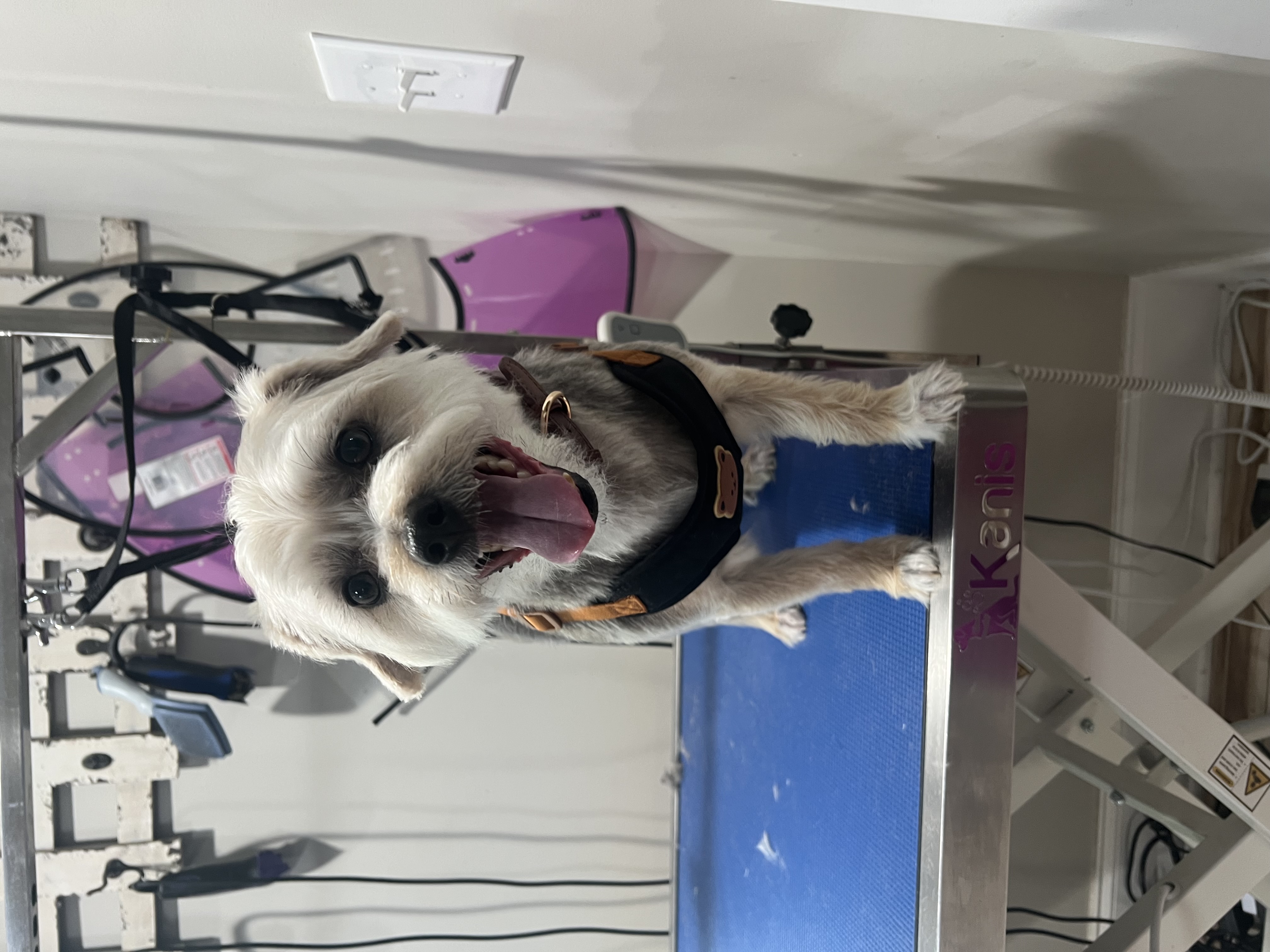 Dog Grooming