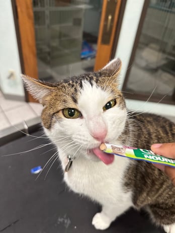 Images VCA Preston Park Animal Hospital