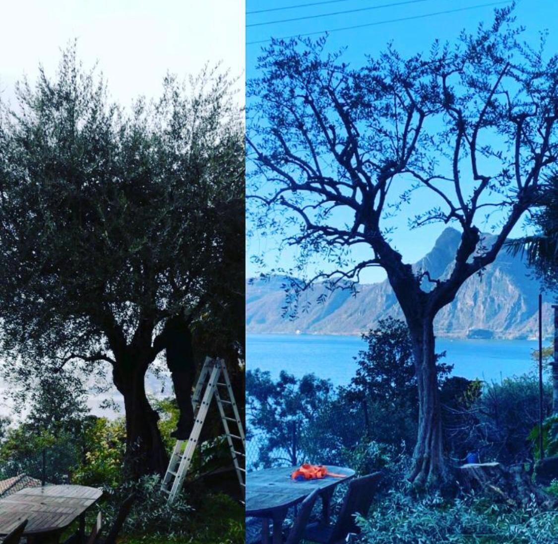 Bilder Nesurini Daniele - Lavori Forestali e Segheria