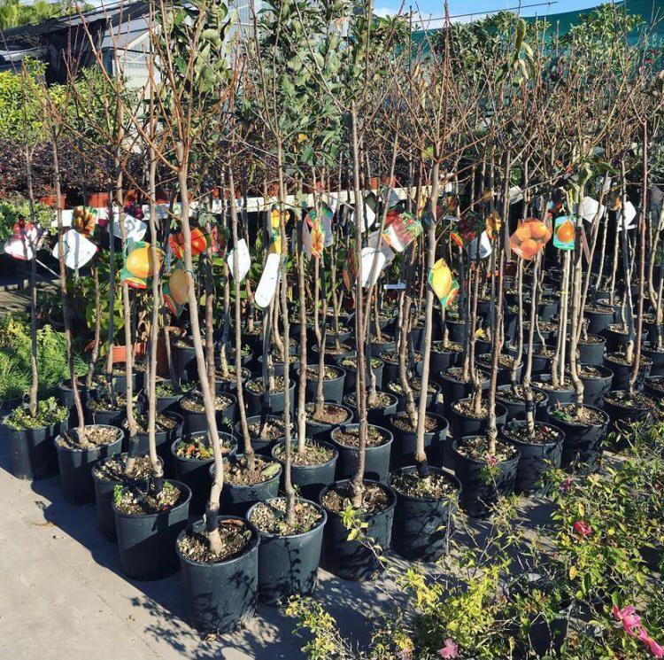 Images Vivaio Masullo Piante