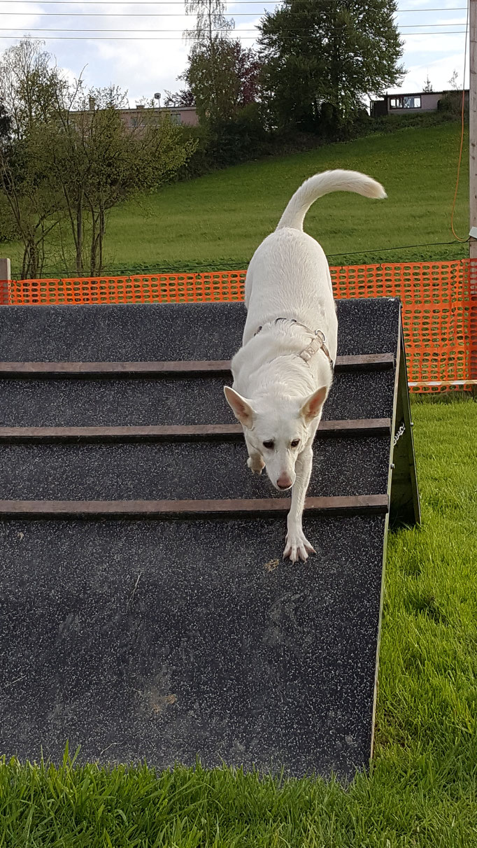 Hundeschule Zürioberland, Ufgäntstrasse 6 in Bubikon