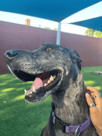 Images VCA Preston Park Animal Hospital