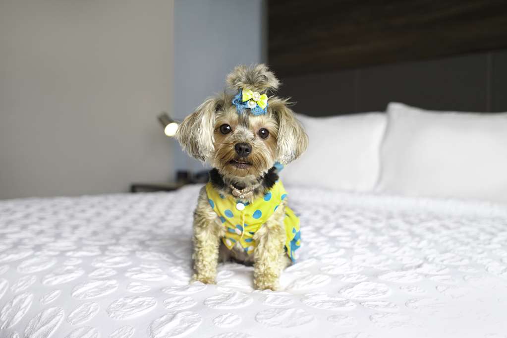 Images Tru by Hilton Toronto Airport West