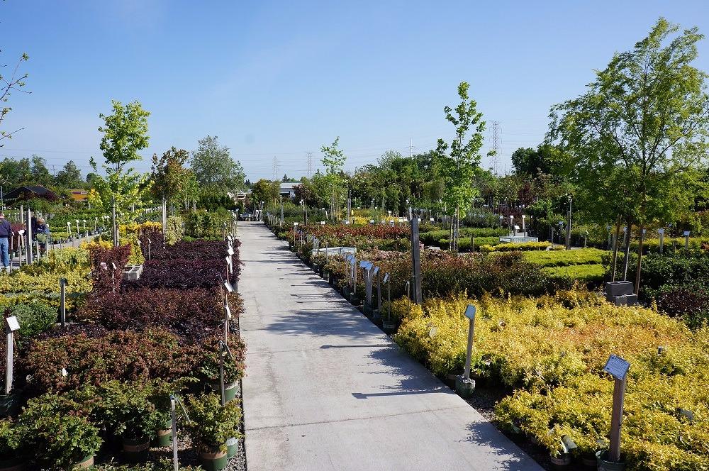 A large selection of trees and shrubs suited for our Sacramento climate.  Including evergreen, deciduous, flowering, edible, ornamental & more!