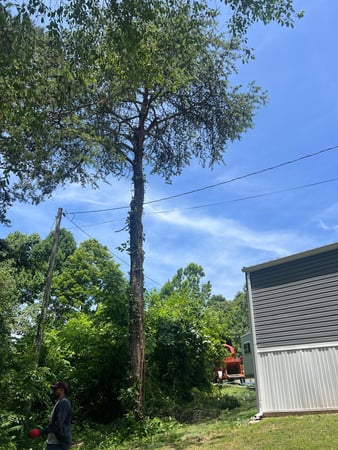 Images Z&M Tree Service TN