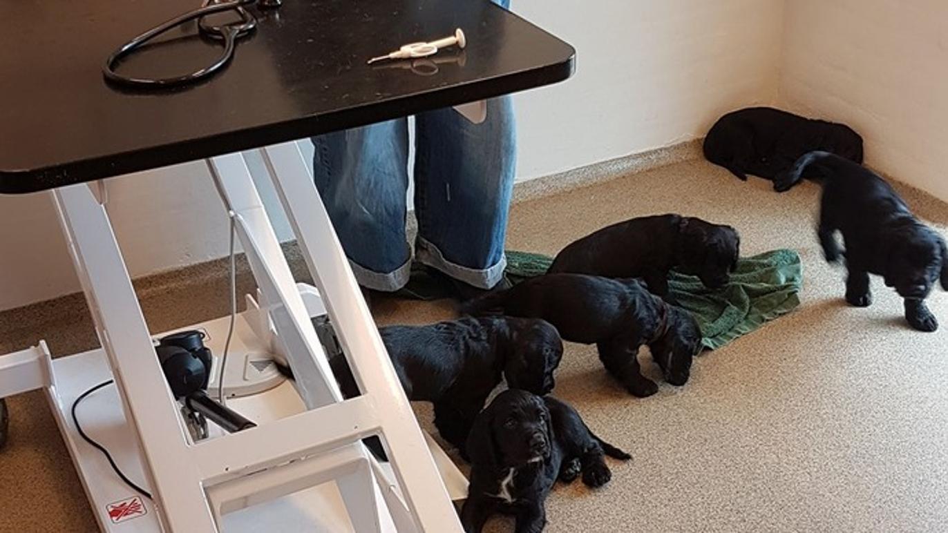 Images Vestjyske Dyrlæger ApS