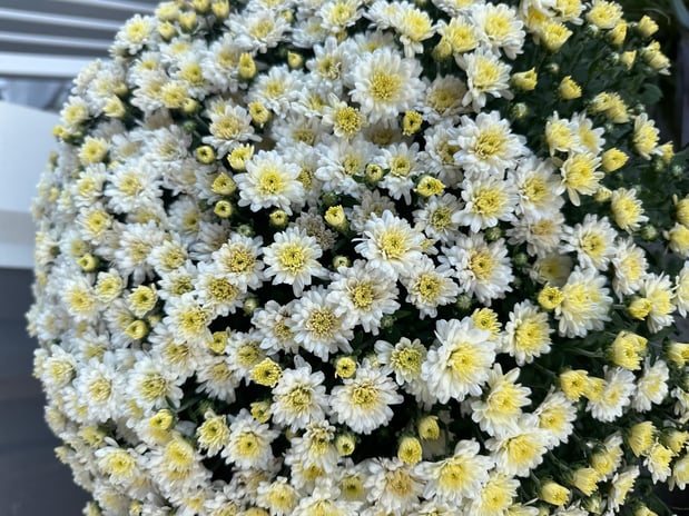 Images Froggy Bottom Materials