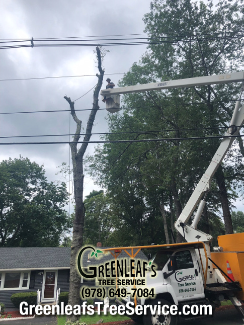 Greenleaf's Tree Service Photo