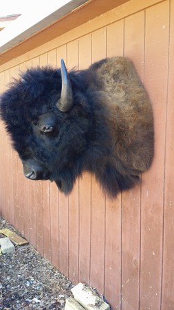 Images Bison Creations Taxidermy