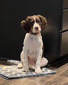 Images Dog Pawpa K9 Connection