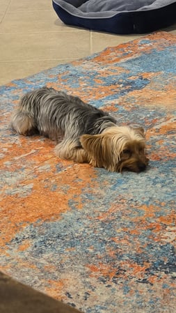 Images Your Trusted Pet Sitter