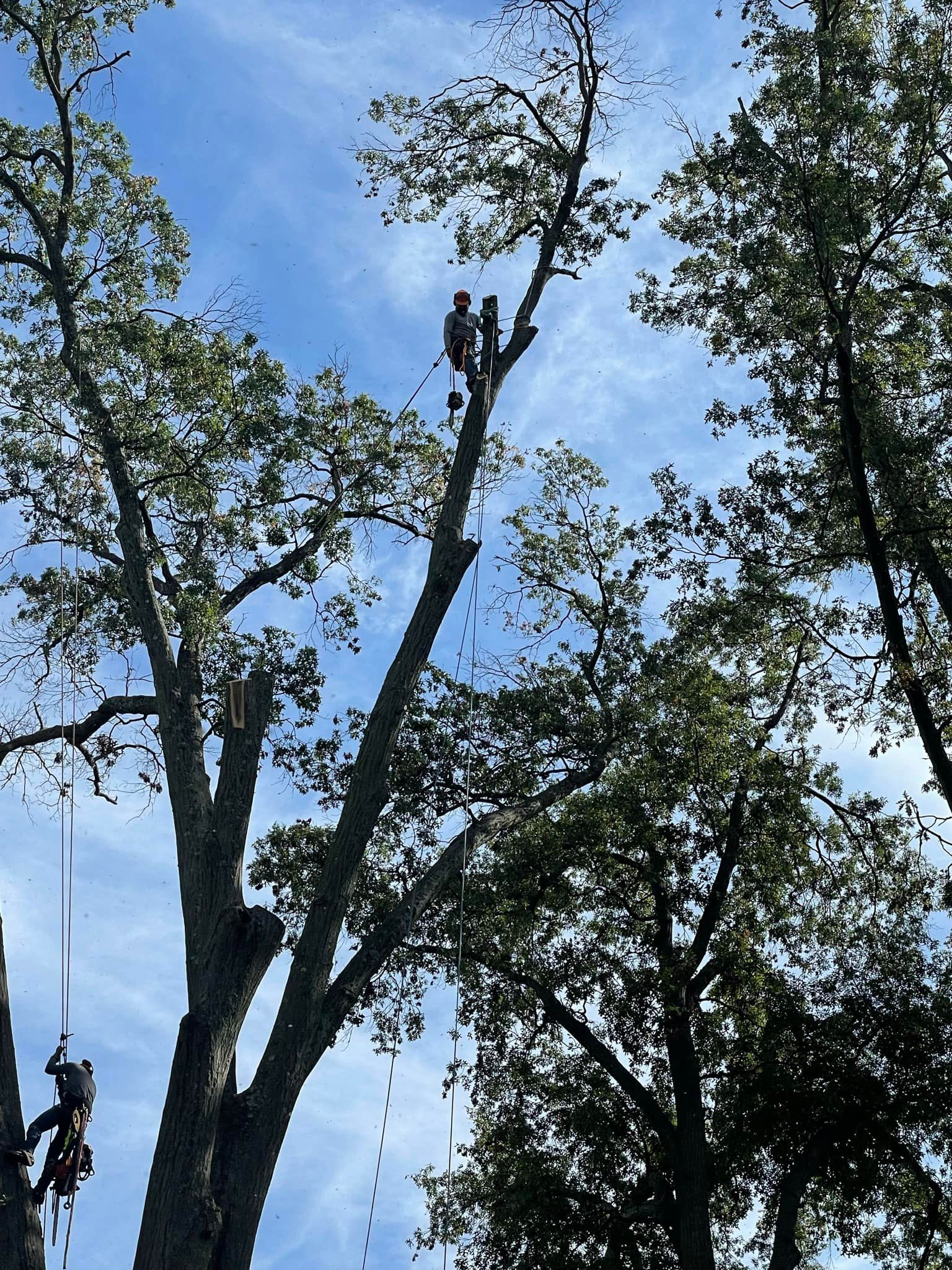 Jaime's Tree Service Image