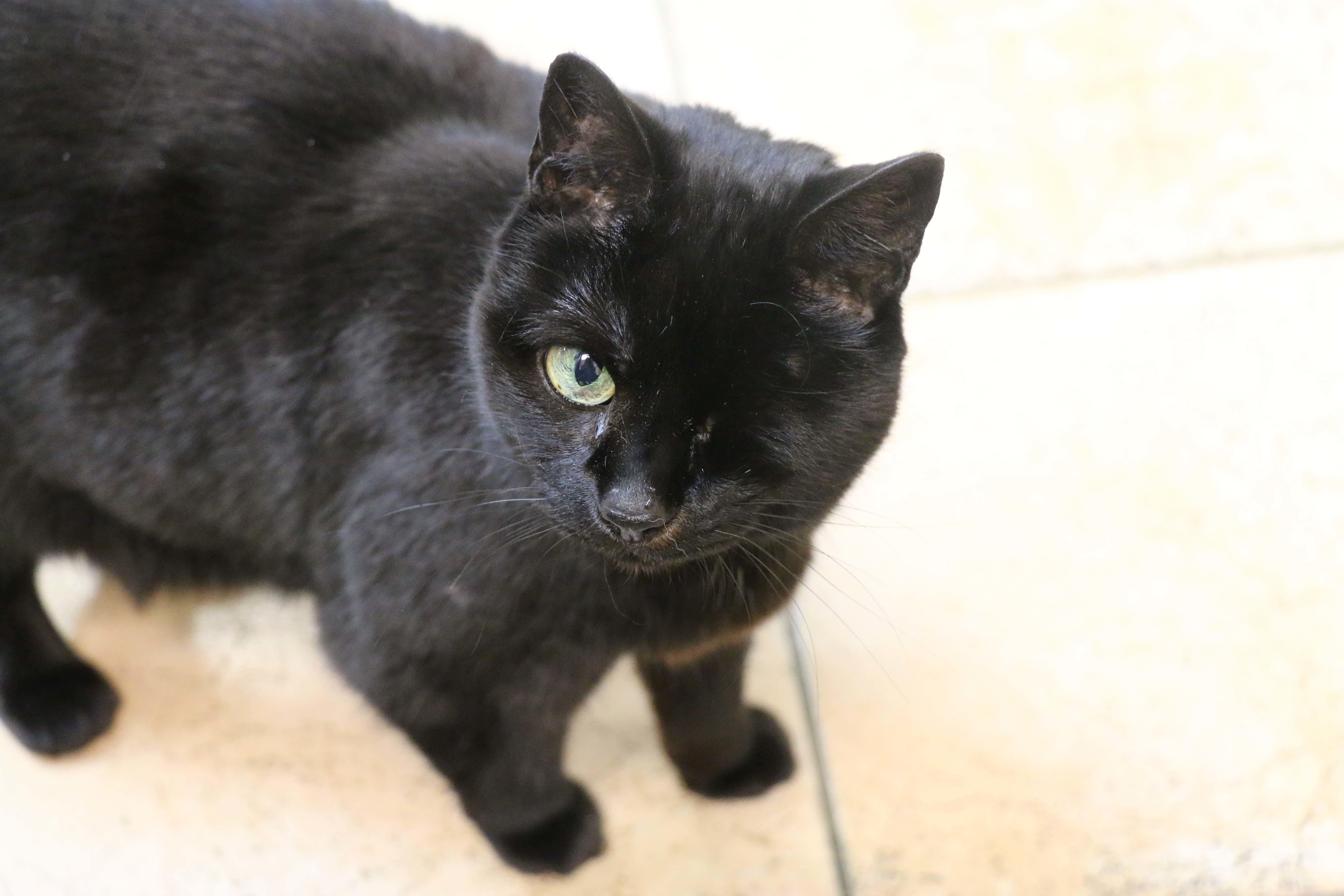 Meet our hospital kitty, Wilma! She is a client favorite and always ready to greet our clients and their pets.