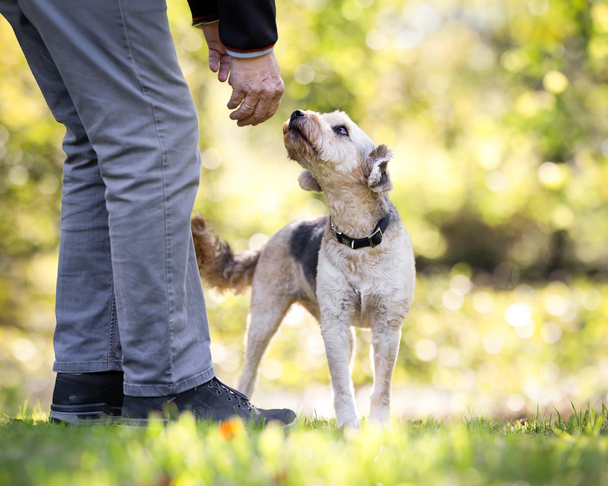 Hundeschule Canicompass, Gangesallee 29 in Schwalmtal