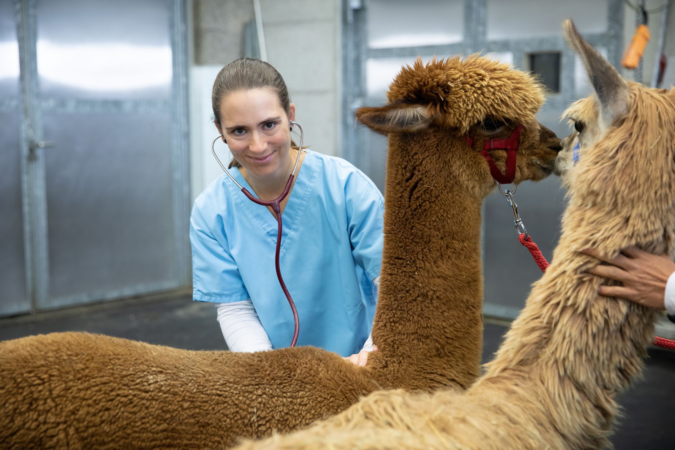 Bilder Tierklinik Leimental
