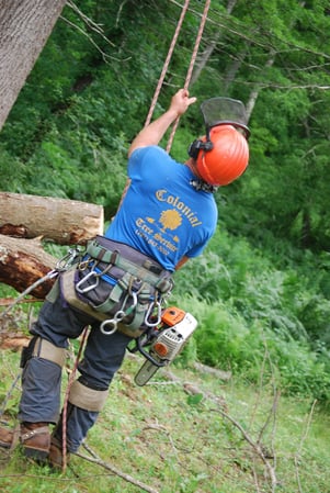 Images Colonial Tree Service