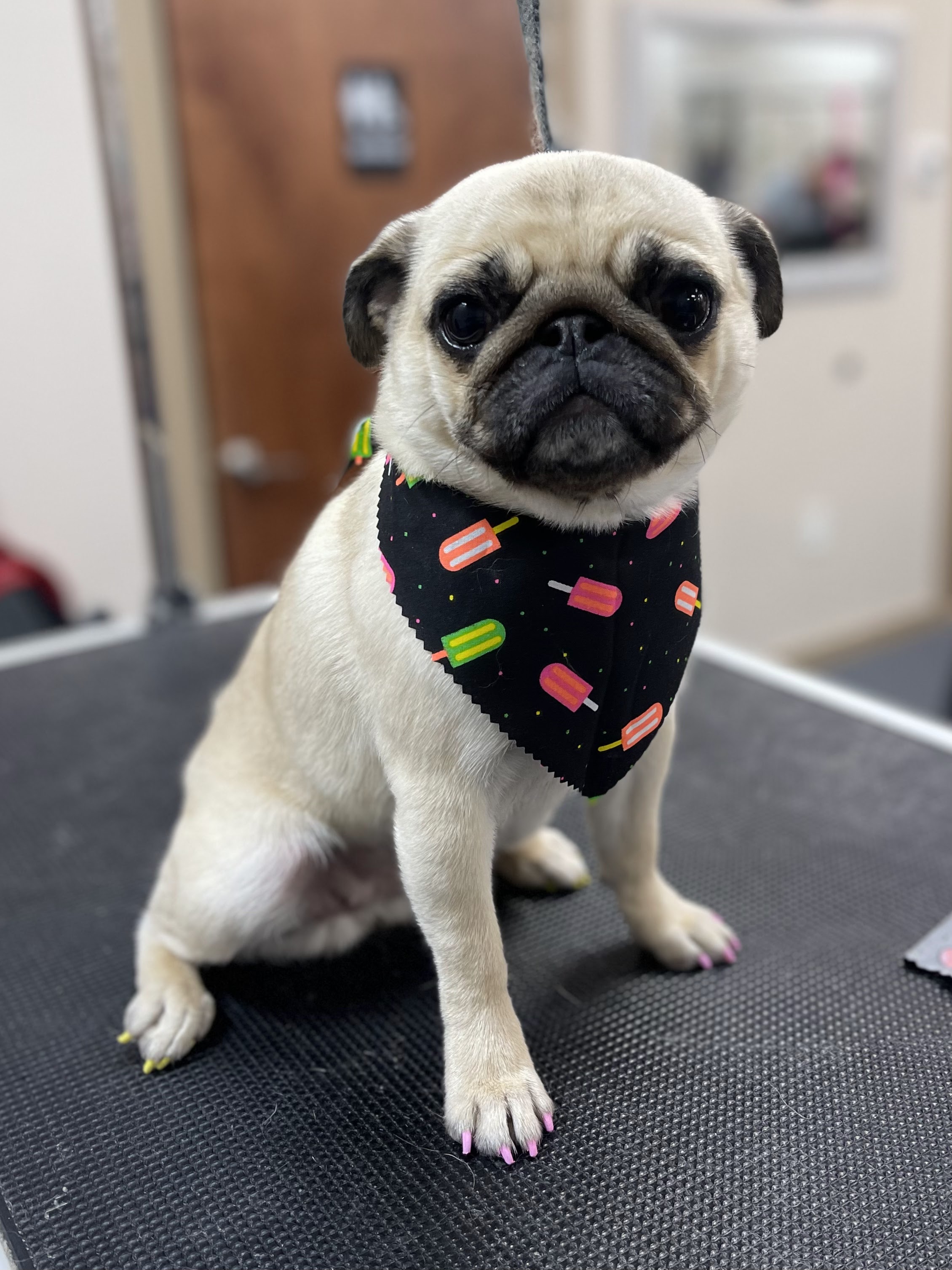 A fawn-colored pug dog sits on a black textured grooming table, wearing a bandana with a colorful popsicle pattern. The dog has bright pink nail polish on its front paws and yellow on its back paws. The background is blurred, showing a door and a wall.