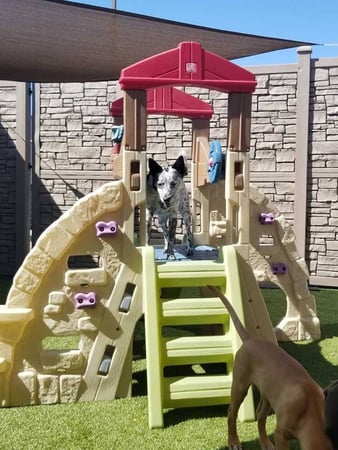 Images Idaho Dog Park
