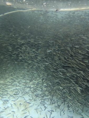 Images Jones Lake Management