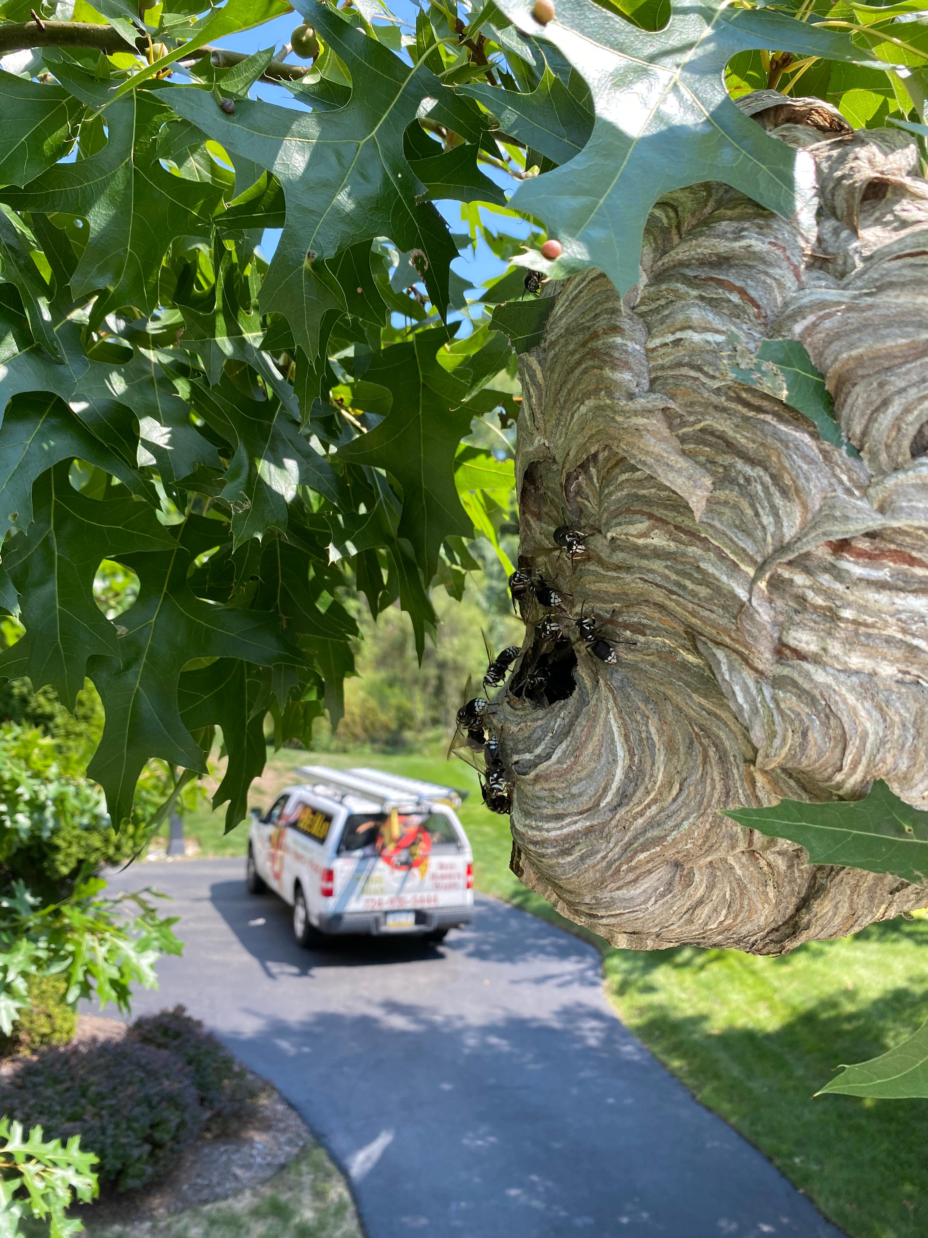 Bee Exterminator in Pittsburgh PA