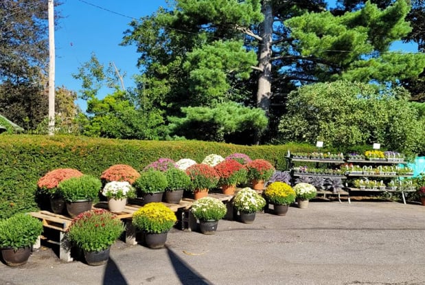 Images Puritas Nursery & Garden Center