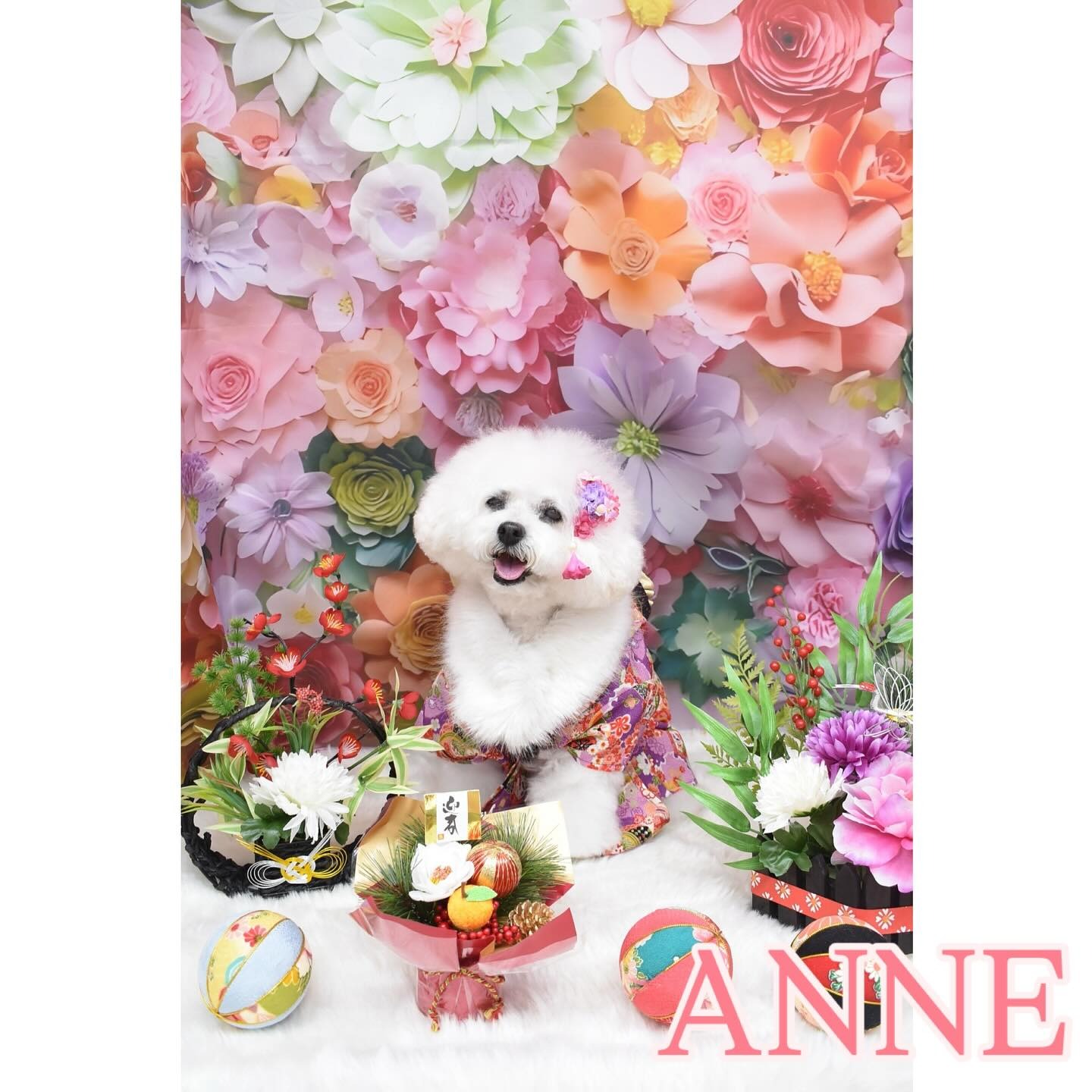 Images わんわんスタイルANNE