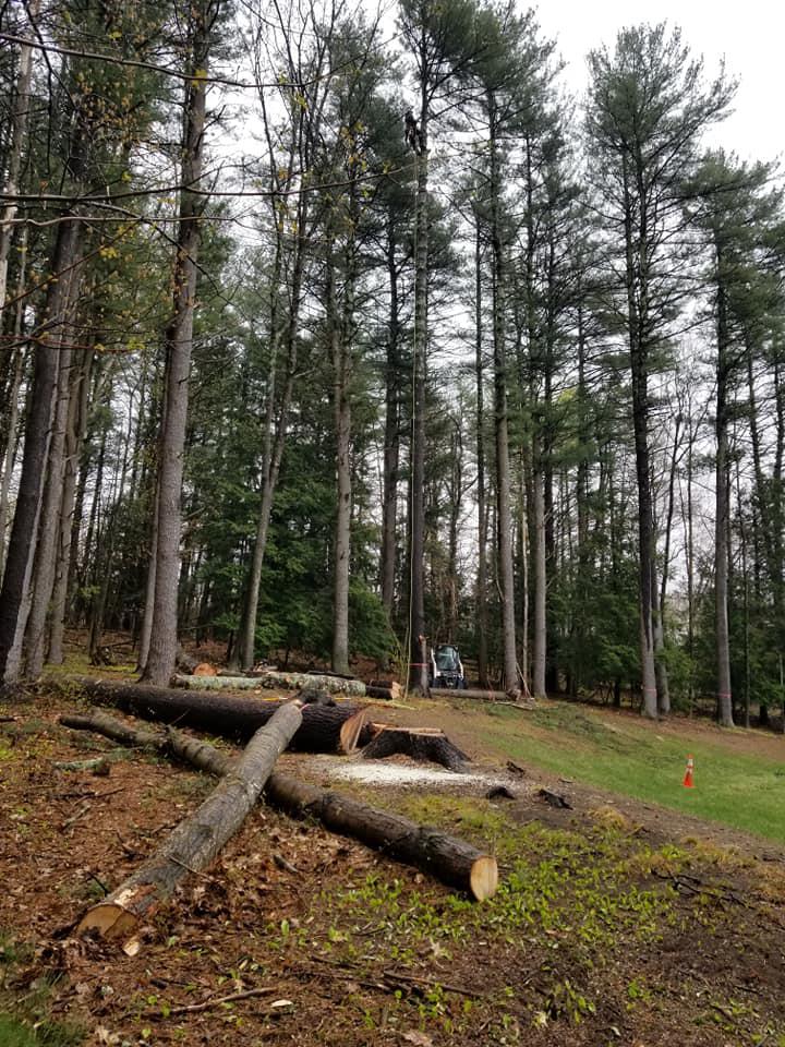 All Heights Tree Service Logo