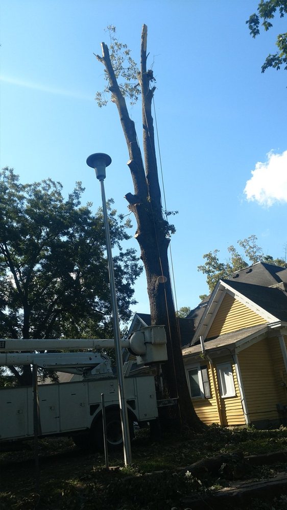 Hernandez &amp; Sons Tree Service Logo