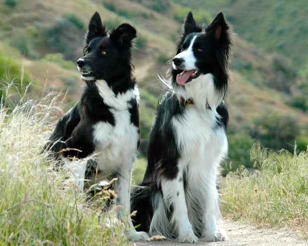 Images Idaho Dog Park