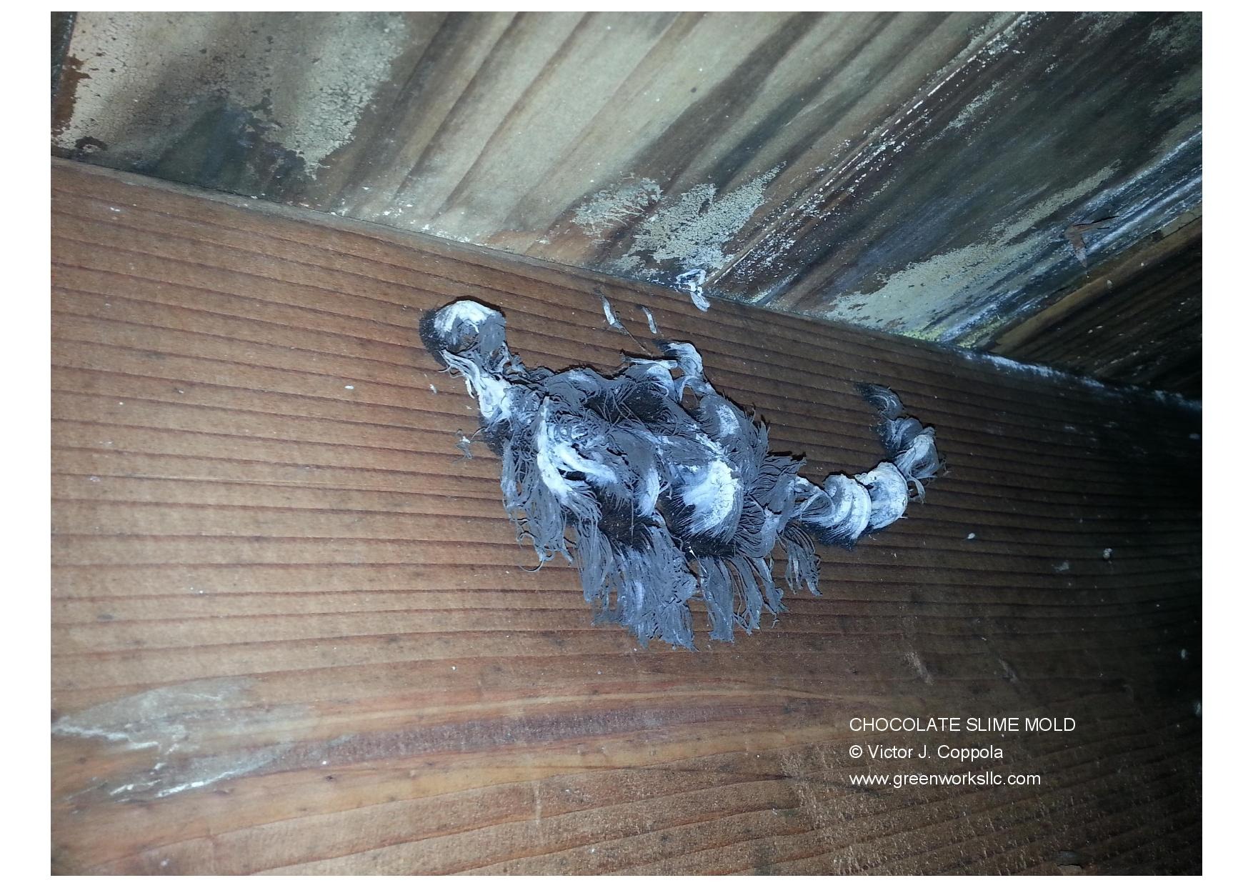 Basement mold photo showing dark slime mold growth on wood framing, highlighting the need for professional moisture and mold remediation.