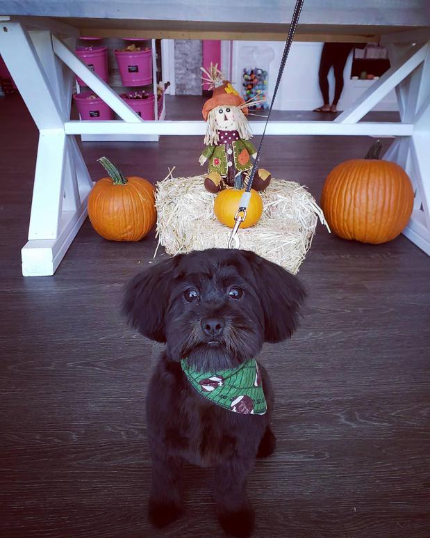 Images Woof Gang Bakery & Grooming Round Rock