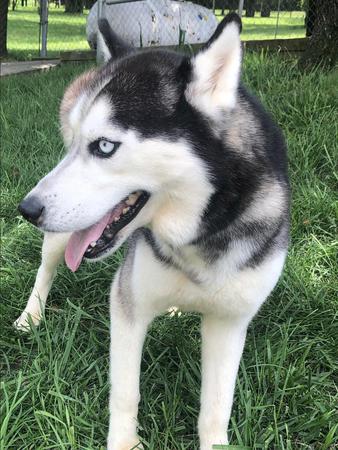 Images Elkhound Ranch Kennels