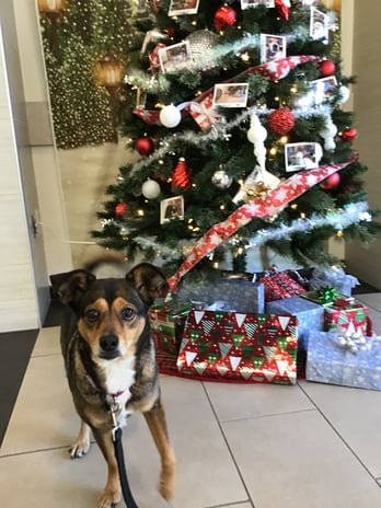 Images VCA West Los Angeles Animal Hospital