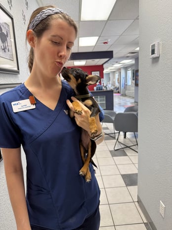 Images VCA Preston Park Animal Hospital