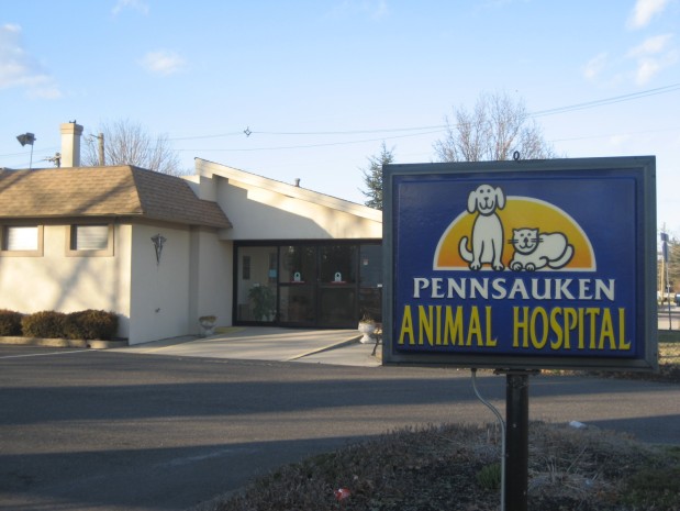 Pennsauken Animal