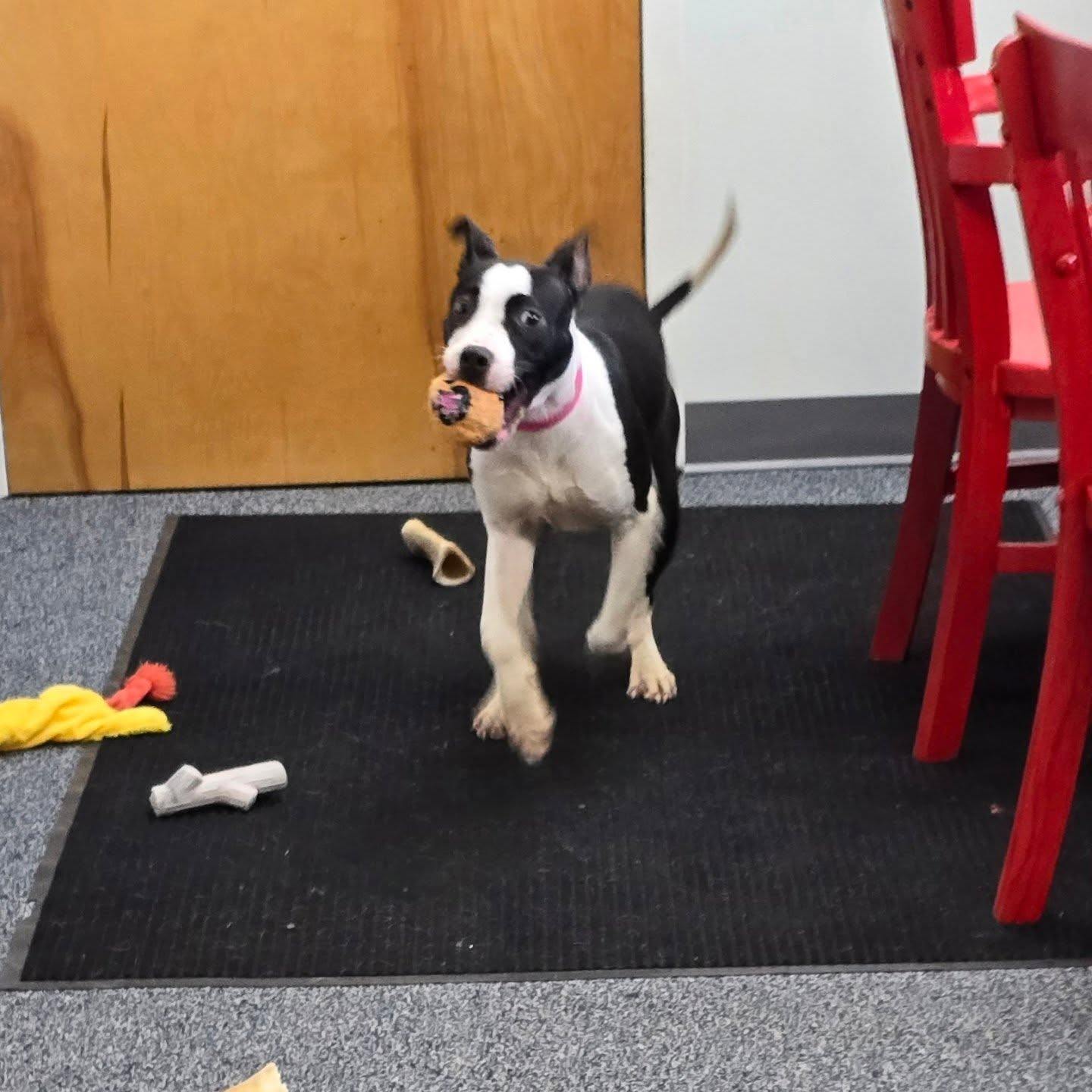 Penny is 8 months old and loves being around people and other dogs! We are so happy she got adopted!