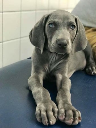 Images Gateway Animal Hospital