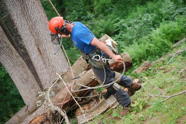 Images Colonial Tree Service
