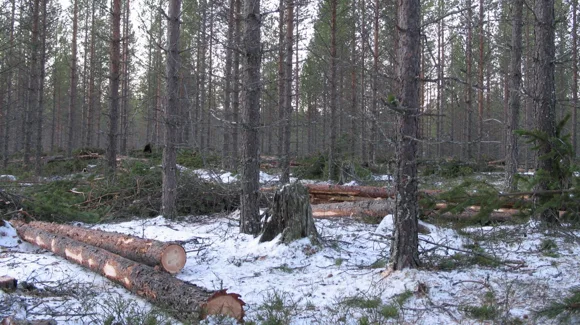 Images Kuusamon Yhteismetsä