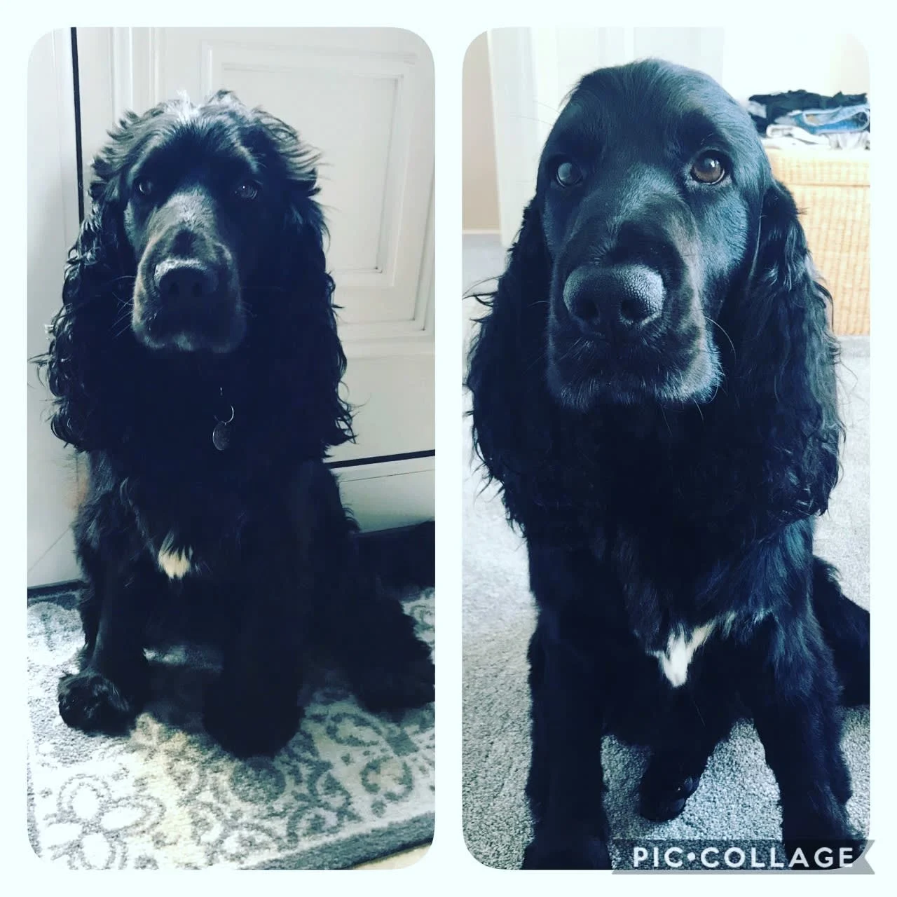 Images Karens Canine Cuts