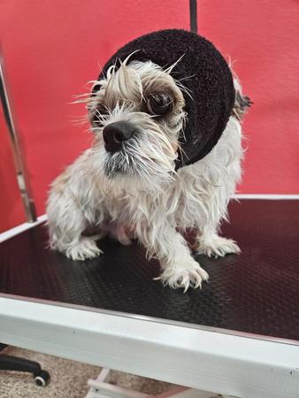 Images Well Groomed Pets McAllen