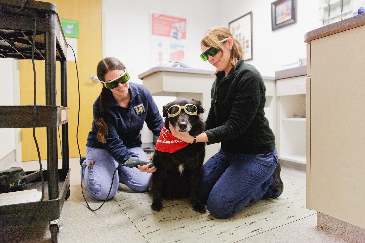 Laser therapy is an advanced therapeutic tool that helps pets heal and provides relief from injuries and a wide range of conditions sooner. Plus, they look adorable wearing protective glasses!