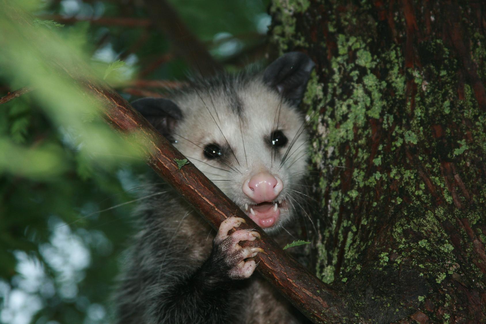 Opossum Animal Control Specialists Inc Wauconda (847)827-7800