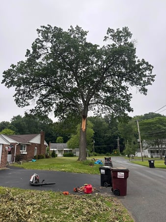 Images Ballston Tree and Property Services