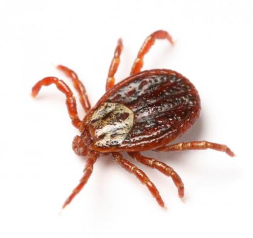 tick treatment pest bug insect control exterminator services