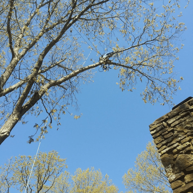 Images Valdez Tree Service LLC