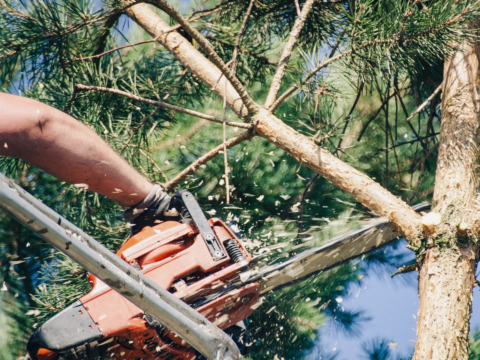 Alliance Professional Tree Services