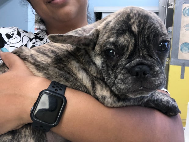 Images Melrose La Brea Animal Hospital